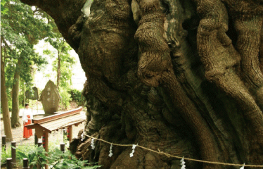 来宮神社
