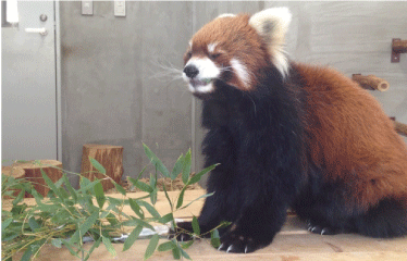 日本平動物園