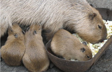 伊豆シャボテン公園